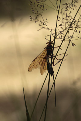 BUITEN BEELD Foto: 99280