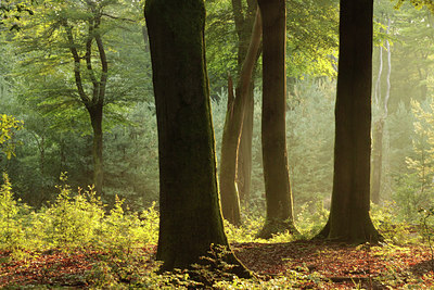 BUITEN BEELD Foto: 99286
