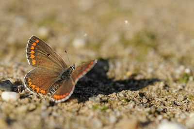 BUITEN BEELD Foto: 99293