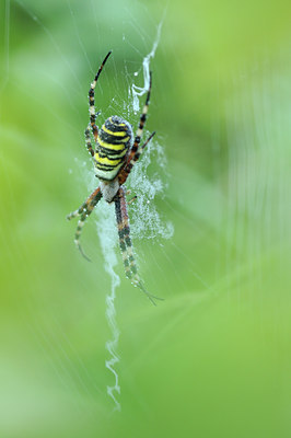 BUITEN BEELD Foto: 99305