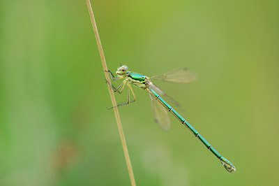 BUITEN BEELD Foto: 99307