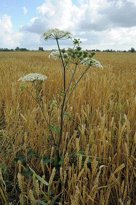 BUITEN BEELD Foto: 99315