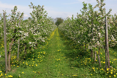BUITEN BEELD Foto: 99352