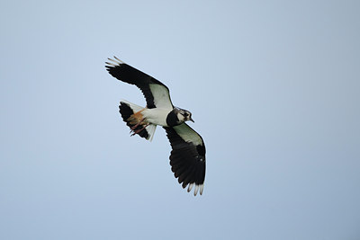 BUITEN BEELD Foto: 99403