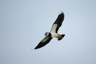 BUITEN BEELD Foto: 99404