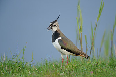 BUITEN BEELD Foto: 99405