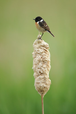 BUITEN BEELD Foto: 99411