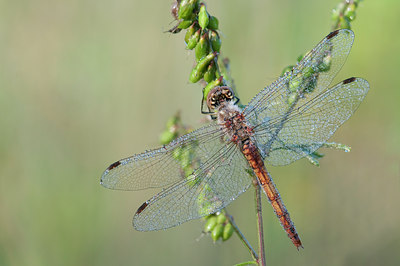 BUITEN BEELD Foto: 99434