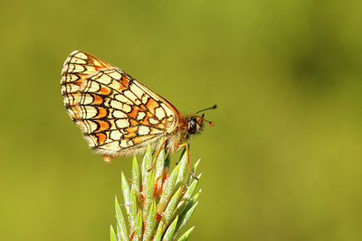 BUITEN BEELD Foto: 99462