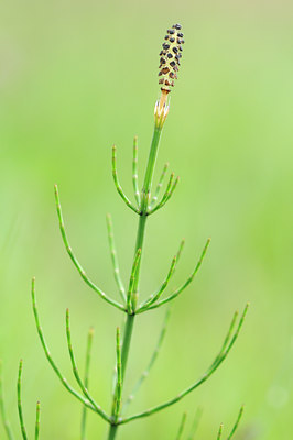 BUITEN BEELD Foto: 99478