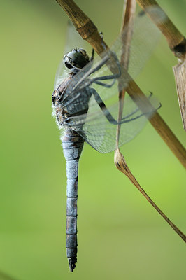 BUITEN BEELD Foto: 99497