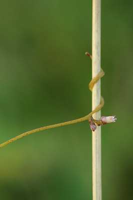 BUITEN BEELD Foto: 99520