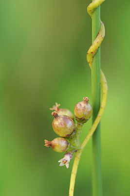 BUITEN BEELD Foto: 99521