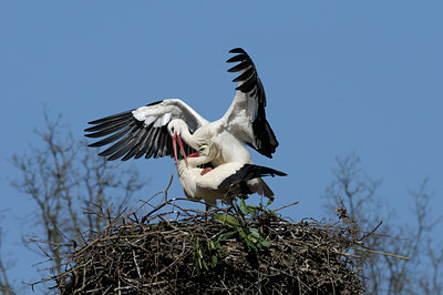 BUITEN BEELD Foto: 99538