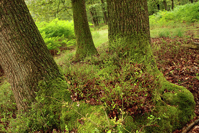 BUITEN BEELD Foto: 99539
