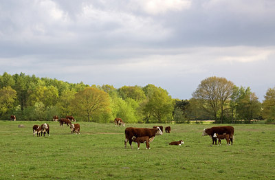 BUITEN BEELD Foto: 99556