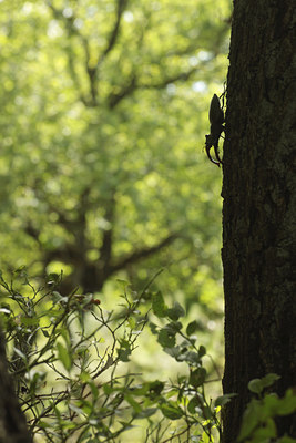 BUITEN BEELD Foto: 99562