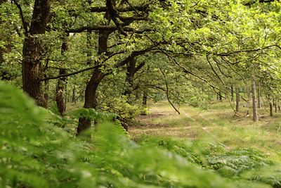 BUITEN BEELD Foto: 99566