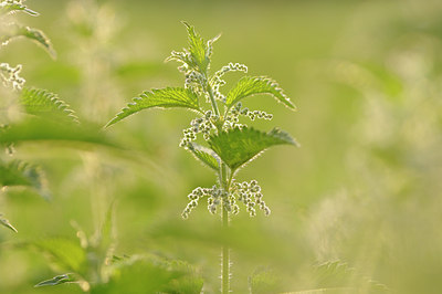 BUITEN BEELD Foto: 99586