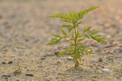 BUITEN BEELD Foto: 99594
