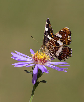BUITEN BEELD Foto: 99608