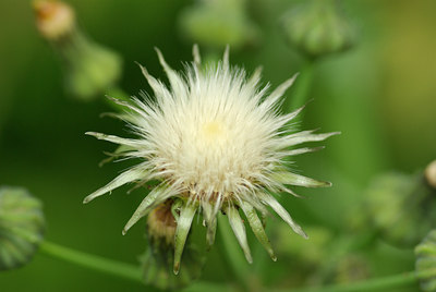 BUITEN BEELD Foto: 99613