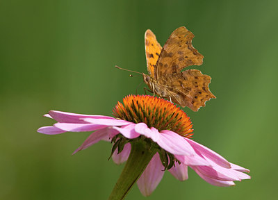 BUITEN BEELD Foto: 99620