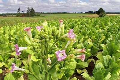 BUITEN BEELD Foto: 99648