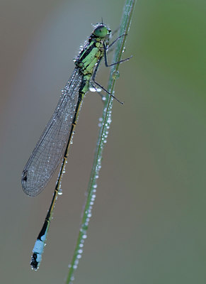 BUITEN BEELD Foto: 99676