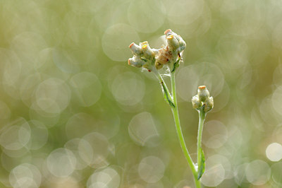 BUITEN BEELD Foto: 99677