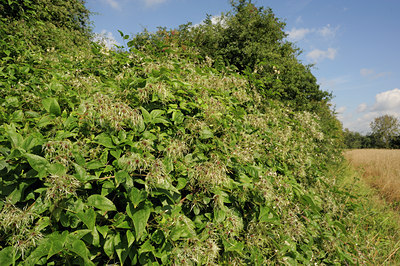 BUITEN BEELD Foto: 99695