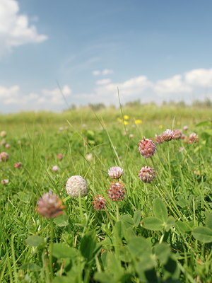 BUITEN BEELD Foto: 99701