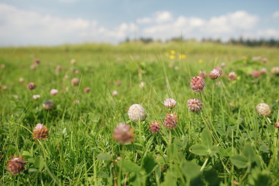 BUITEN BEELD Foto: 99703
