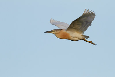 BUITEN BEELD Foto: 99704