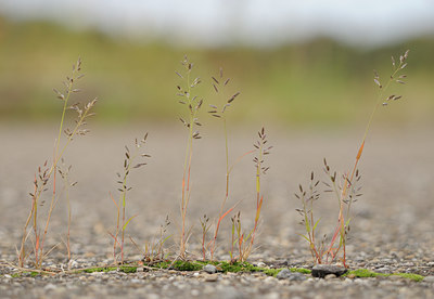 BUITEN BEELD Foto: 99708