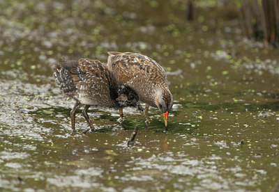 BUITEN BEELD Foto: 99748