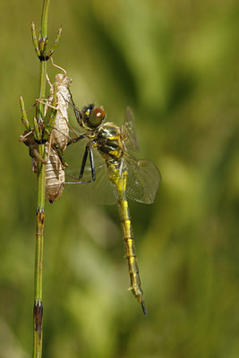BUITEN BEELD Foto: 99814