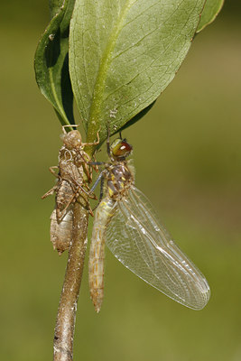 BUITEN BEELD Foto: 99817