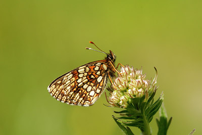BUITEN BEELD Foto: 99824