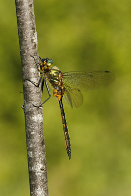 BUITEN BEELD Foto: 99831