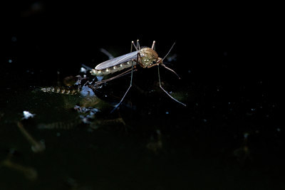 BUITEN BEELD Foto: 99849
