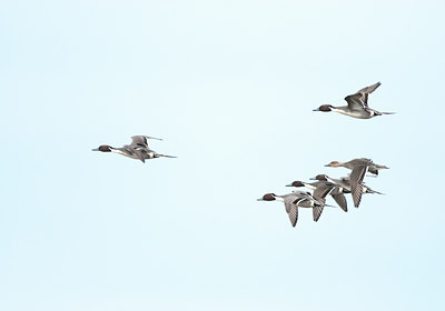BUITEN BEELD Foto: 99862