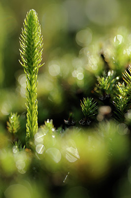 BUITEN BEELD Foto: 99875