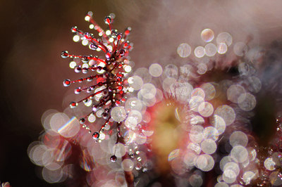 BUITEN BEELD Foto: 99882