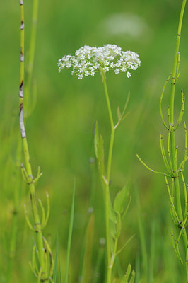 BUITEN BEELD Foto: 99891