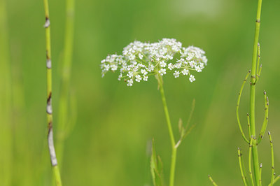 BUITEN BEELD Foto: 99892