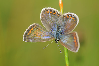 BUITEN BEELD Foto: 99919