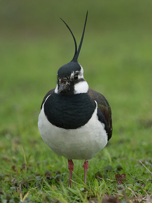 BUITEN BEELD Foto: 99925
