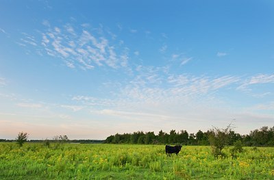 BUITEN BEELD Foto: 99946