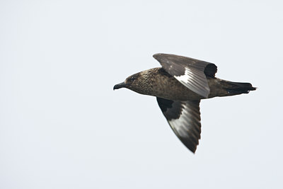 BUITEN BEELD Foto: 99966